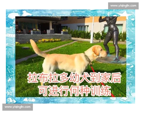 以犬类竞技比赛为主题探讨不同犬种在赛事中的表现与技巧训练