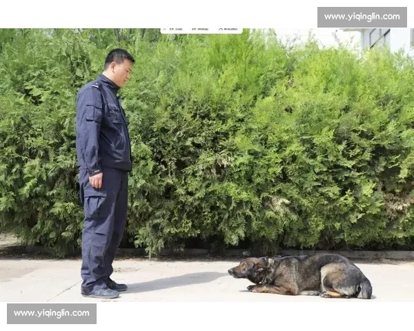全球精英警犬竞技大赛精彩瞬间 展现顶级搜捕技巧与超凡默契